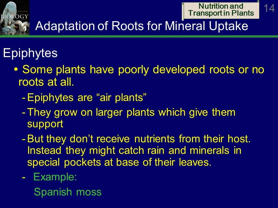 Adaptation of Roots for Mineral Uptake