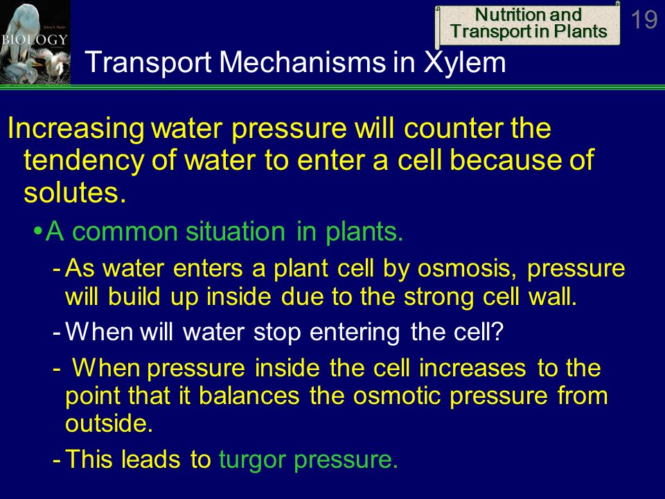 Transport Mechanisms in Xylem