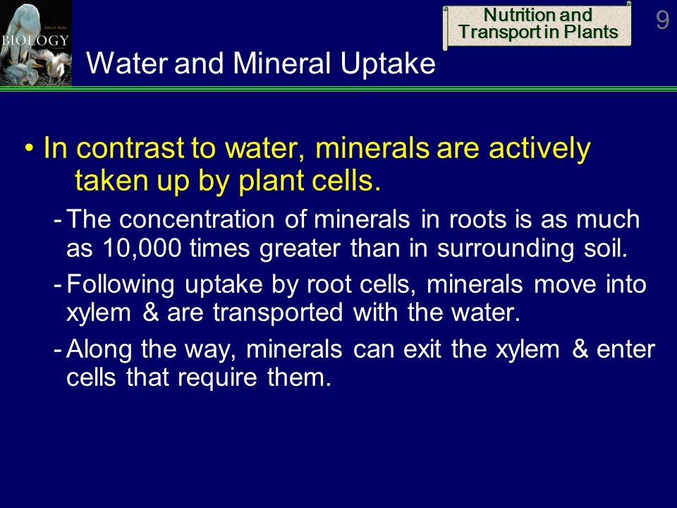 Water and Mineral Uptake