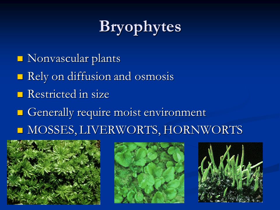 Bryophytes Nonvascular plants Rely on diffusion and osmosis