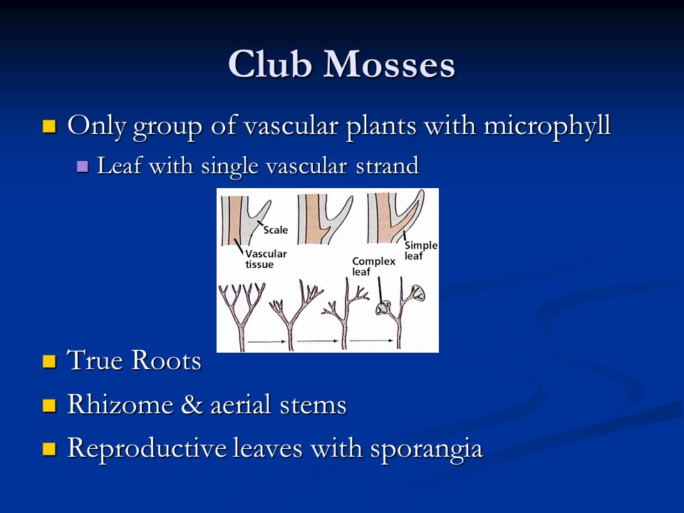 Club Mosses Only group of vascular plants with microphyll True Roots