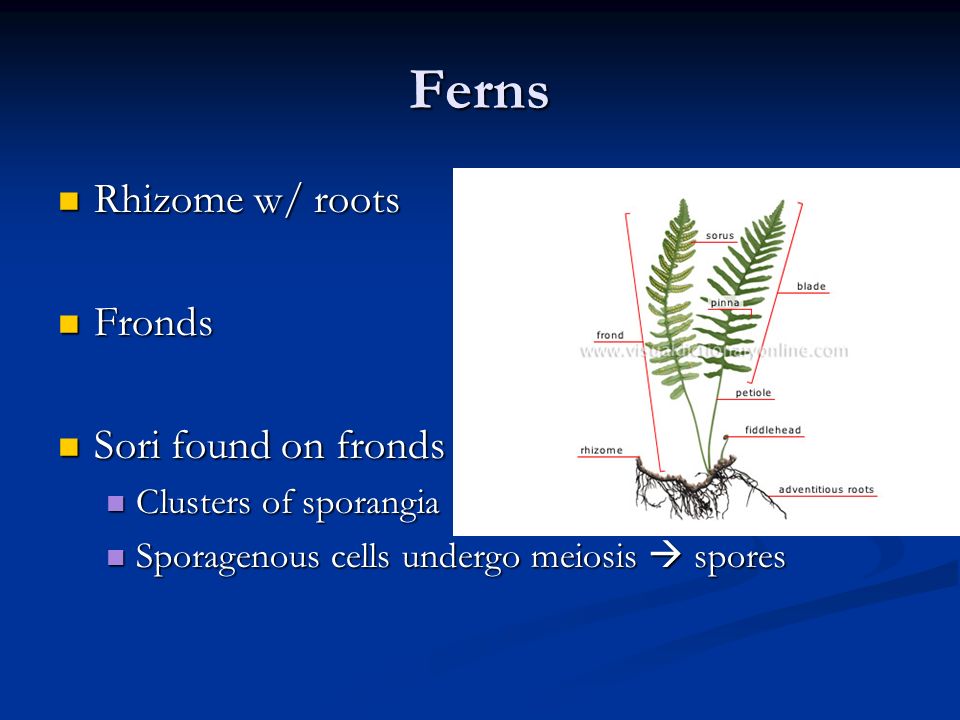 Ferns Rhizome w/ roots Fronds Sori found on fronds
