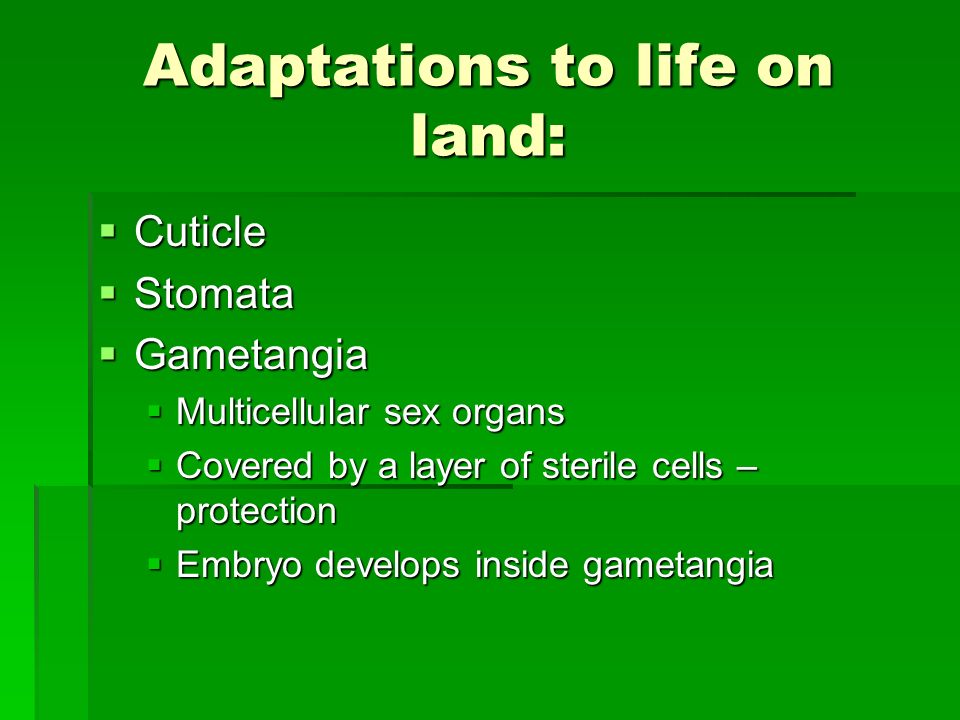 Adaptations to life on land: