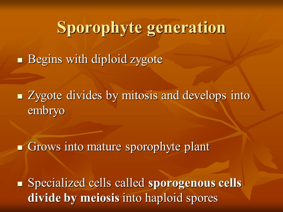 Sporophyte generation