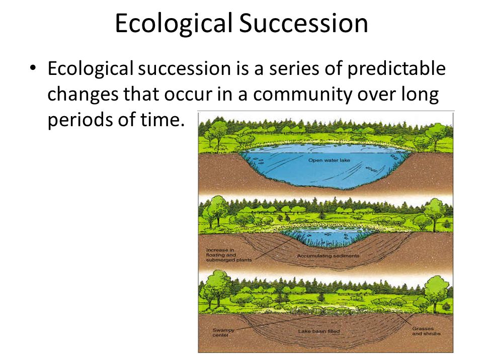 what does the term ecological succession mean