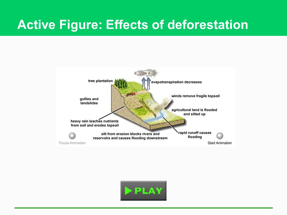 Active Figure: Effects of deforestation
