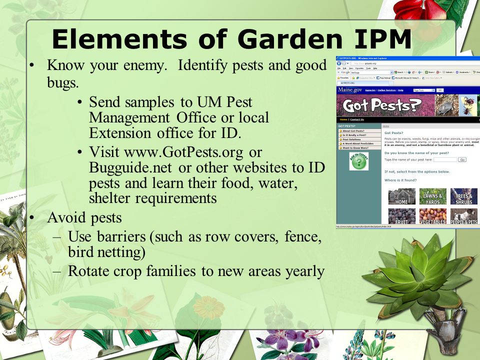 Sustainable Pest Control For Home And Garden Ppt Download