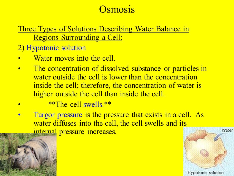 Osmosis Three Types of Solutions Describing Water Balance in Regions Surrounding a Cell: 2) Hypotonic solution.