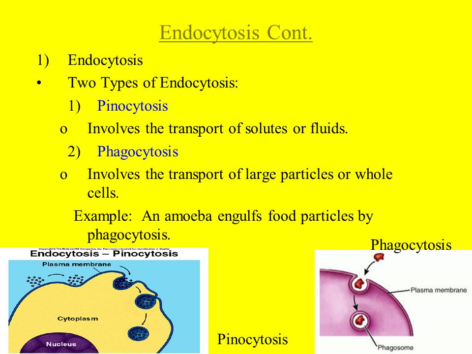 Endocytosis Cont. Endocytosis Two Types of Endocytosis: 1) Pinocytosis