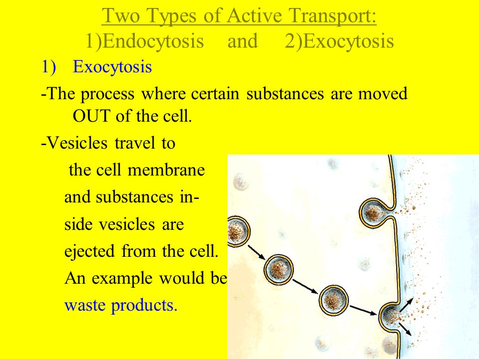 Two Types of Active Transport: 1)Endocytosis and 2)Exocytosis