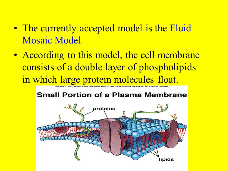 The currently accepted model is the Fluid Mosaic Model.