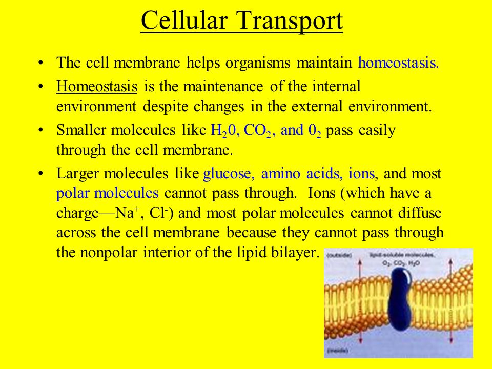 Cellular Transport The cell membrane helps organisms maintain homeostasis.