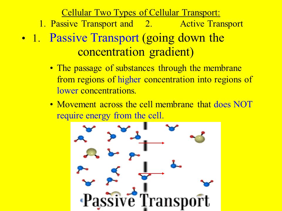 1. Passive Transport (going down the concentration gradient)‏