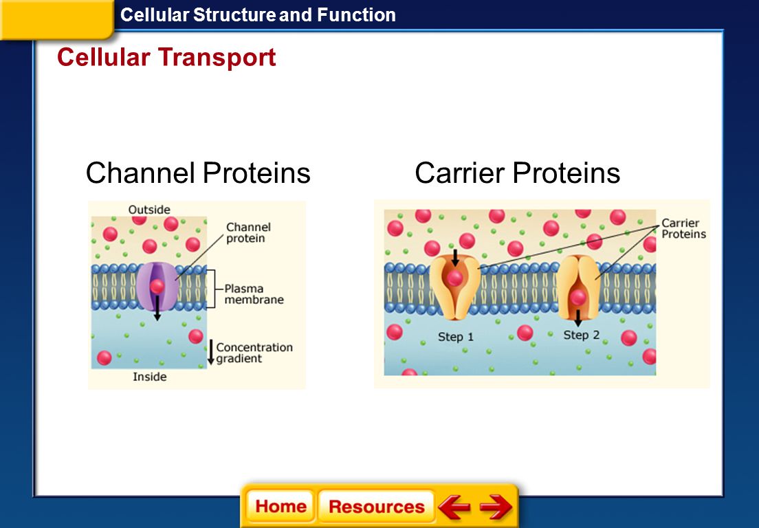 Channel Proteins Carrier Proteins Cellular Transport