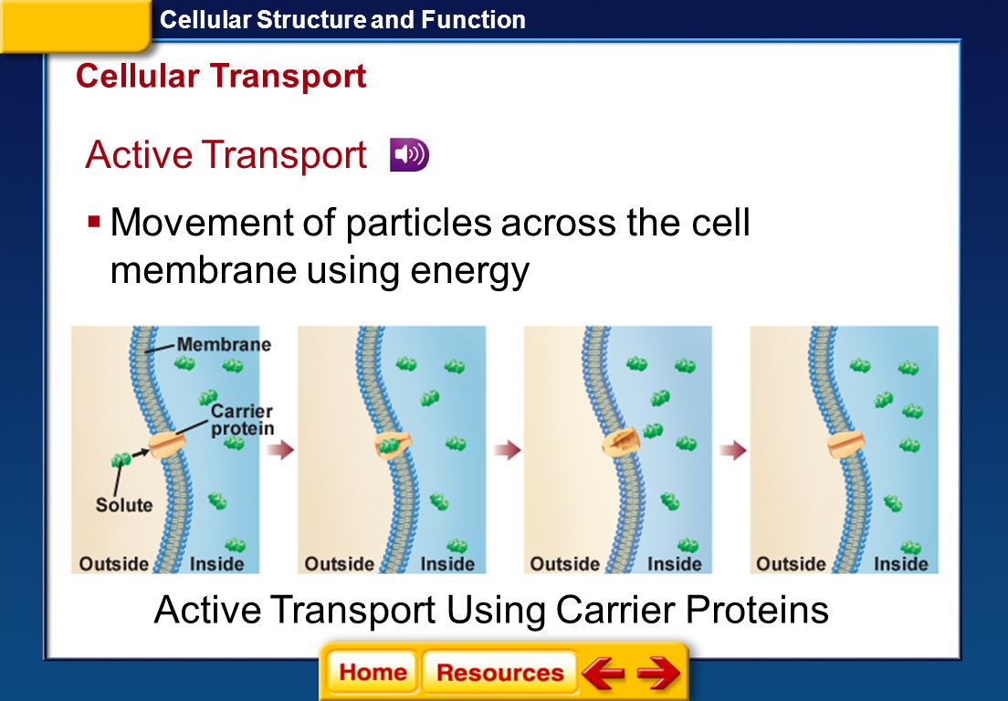 Active Transport Using Carrier Proteins