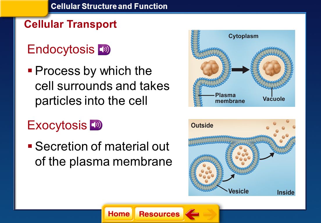 Process by which the cell surrounds and takes particles into the cell
