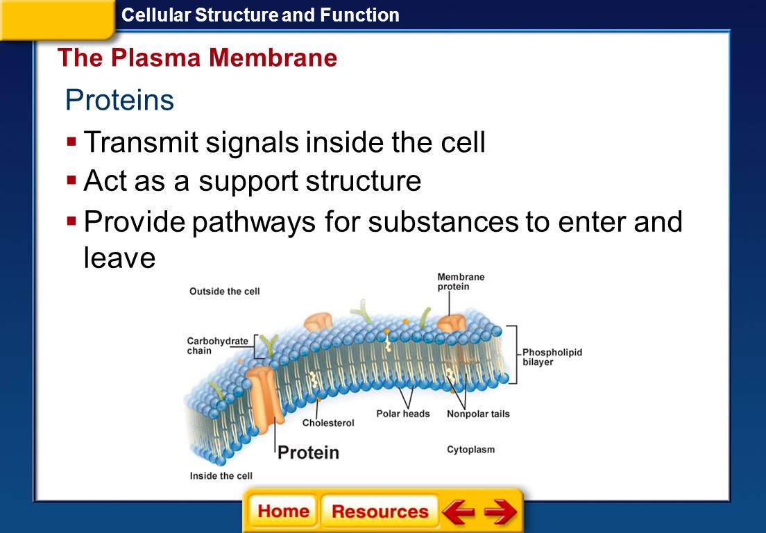 Transmit signals inside the cell Act as a support structure