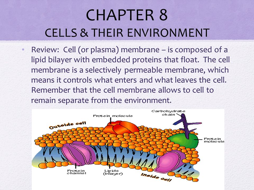 CHAPTER 8 CELLS & THEIR ENVIRONMENT