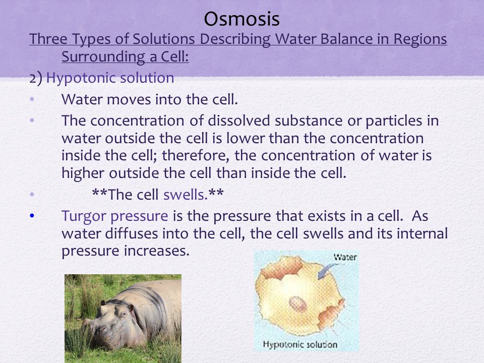 Osmosis Three Types of Solutions Describing Water Balance in Regions Surrounding a Cell: 2) Hypotonic solution.