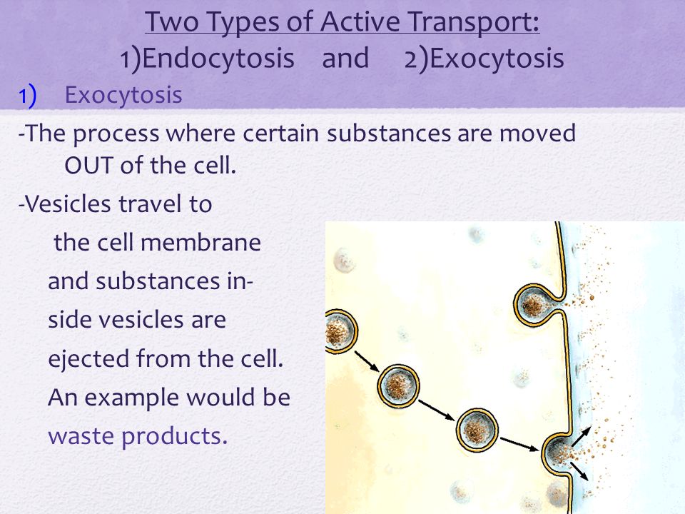 Two Types of Active Transport: 1)Endocytosis and 2)Exocytosis