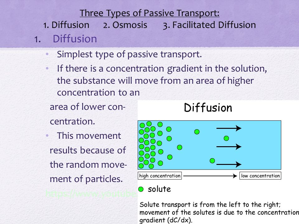 Three Types of Passive Transport: 1. Diffusion. 2. Osmosis. 3