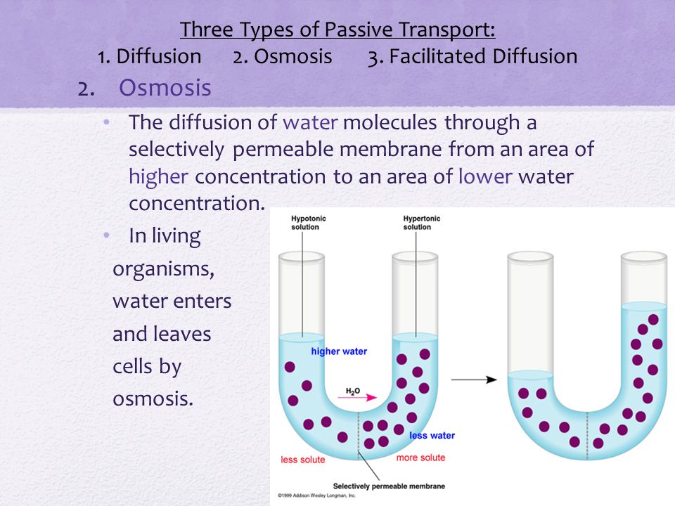 Three Types of Passive Transport: 1. Diffusion. 2. Osmosis. 3