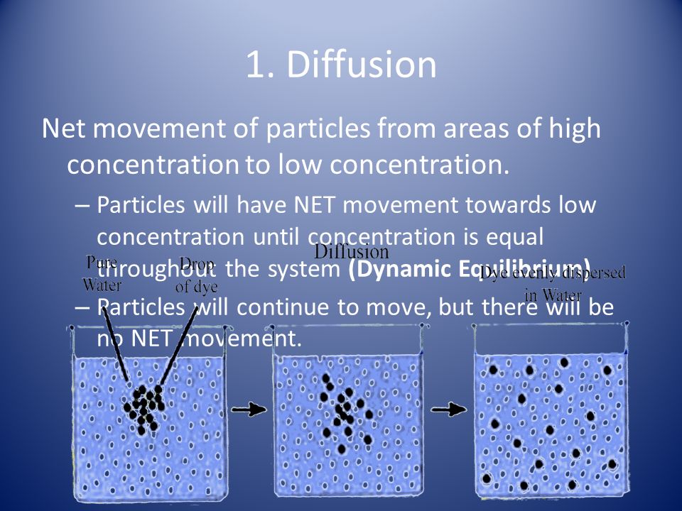 1. Diffusion Net movement of particles from areas of high concentration to low concentration.