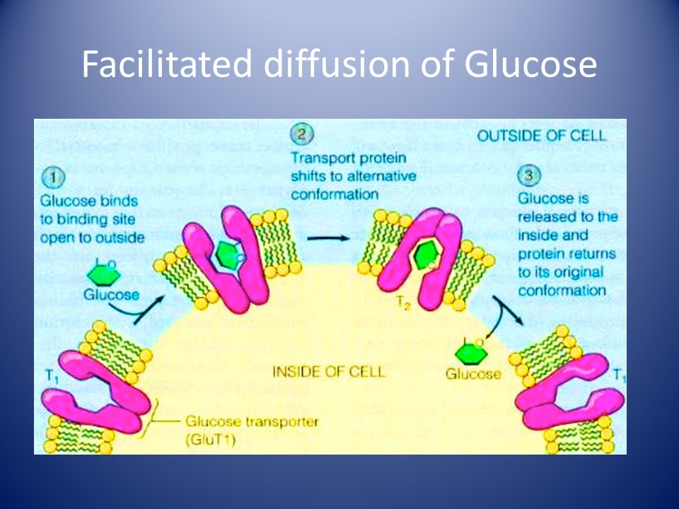 Facilitated diffusion of Glucose