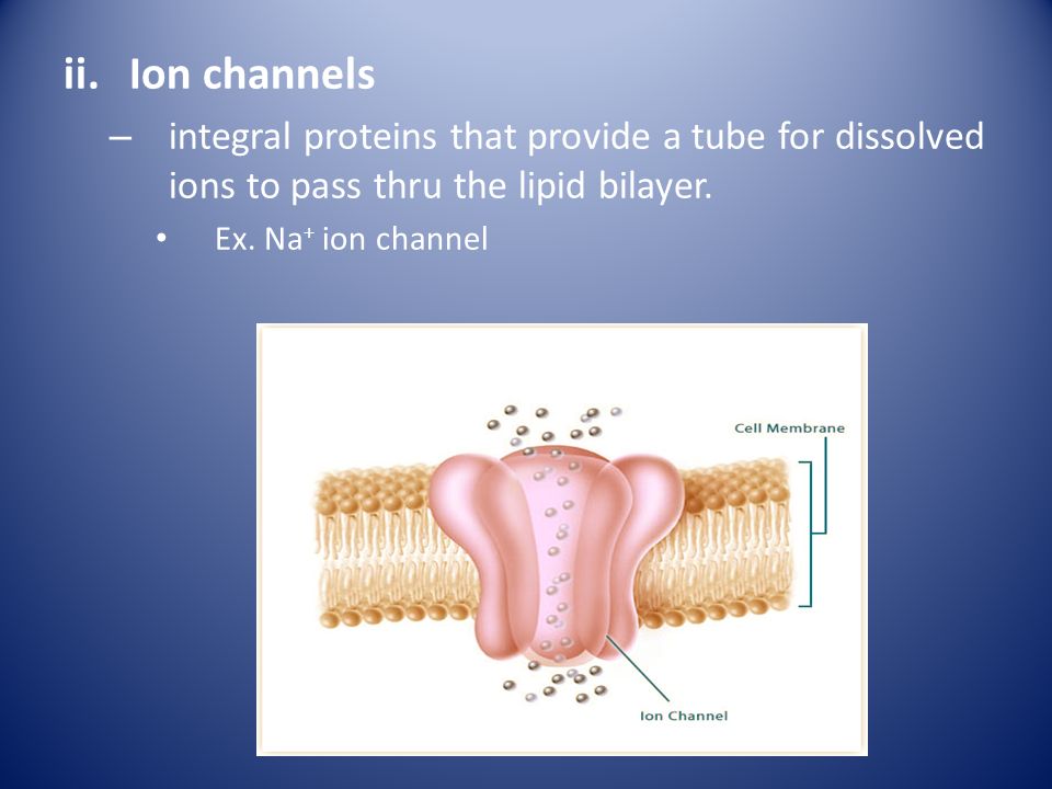 Ion channels integral proteins that provide a tube for dissolved ions to pass thru the lipid bilayer.