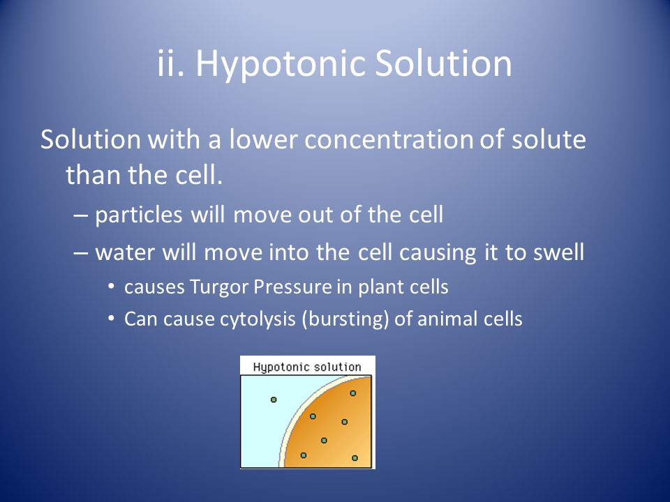 ii. Hypotonic Solution Solution with a lower concentration of solute than the cell. particles will move out of the cell.