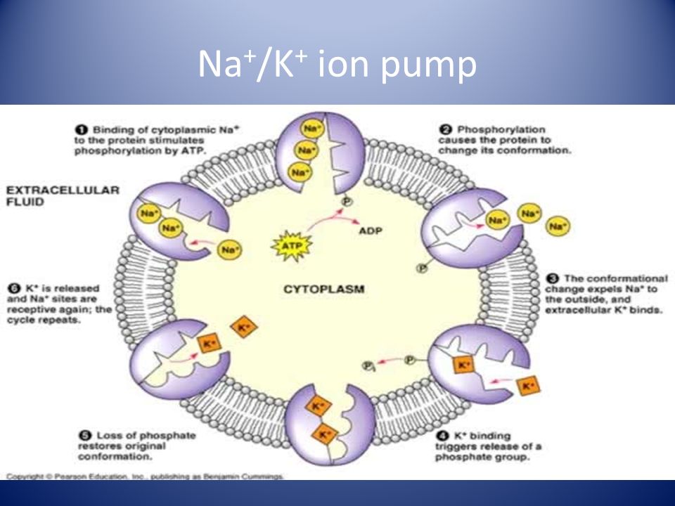 Na+/K+ ion pump
