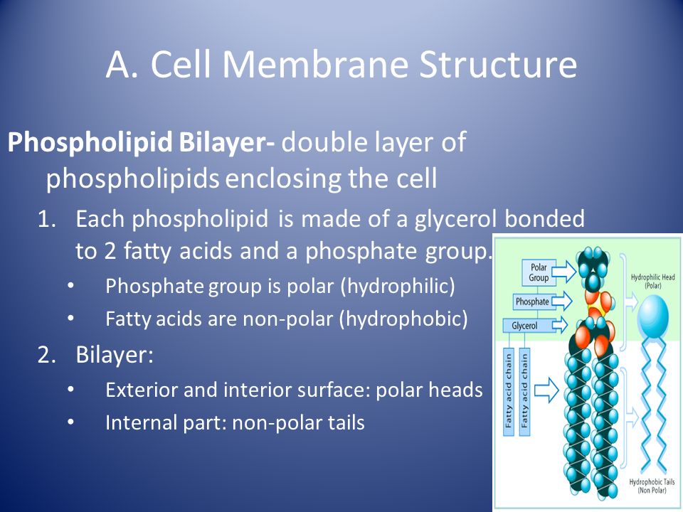 A. Cell Membrane Structure