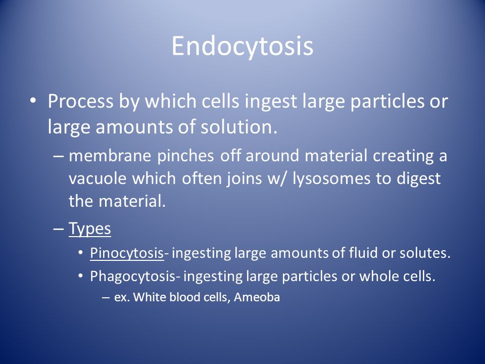 Endocytosis Process by which cells ingest large particles or large amounts of solution.