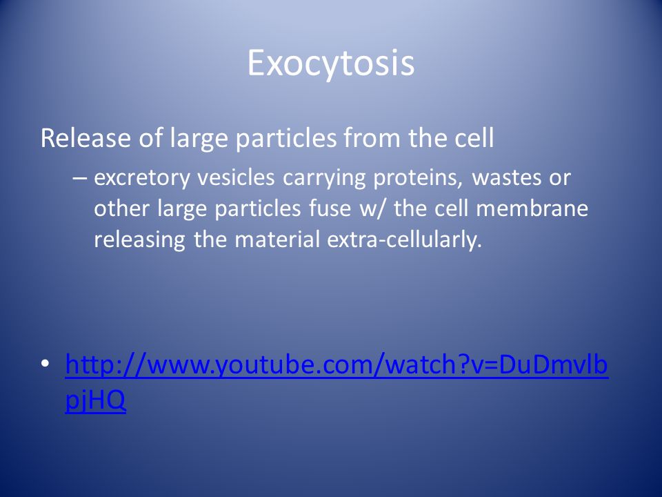 Exocytosis Release of large particles from the cell