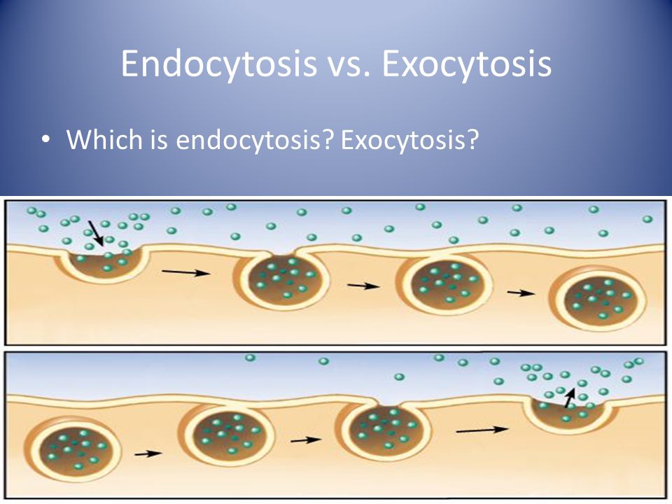 Endocytosis vs. Exocytosis
