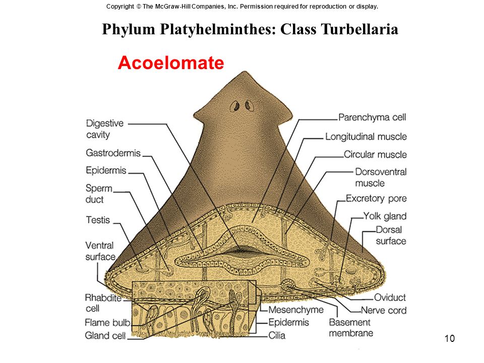 clase platyhelminthes)