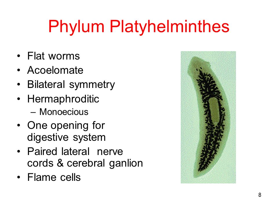 phylum platyhelminthes ppt bél paraziták tünetei