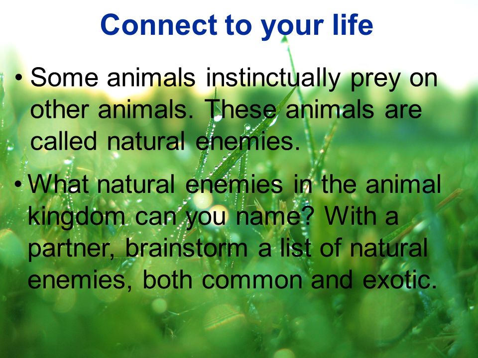 Connect to your life Some animals instinctually prey on other animals. These animals are called natural enemies.