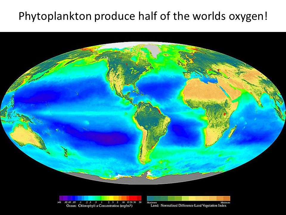 Phytoplankton produce half of the worlds oxygen!
