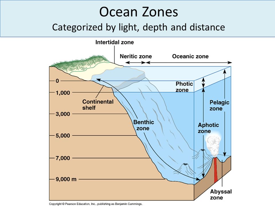 Ocean Zones Categorized by light, depth and distance