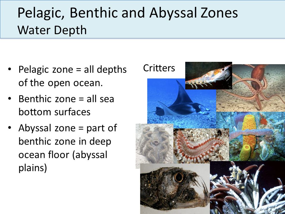 Pelagic, Benthic and Abyssal Zones Water Depth