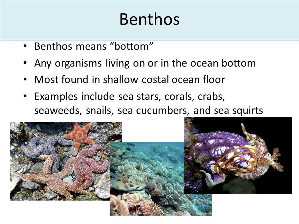 Benthos Benthos means bottom