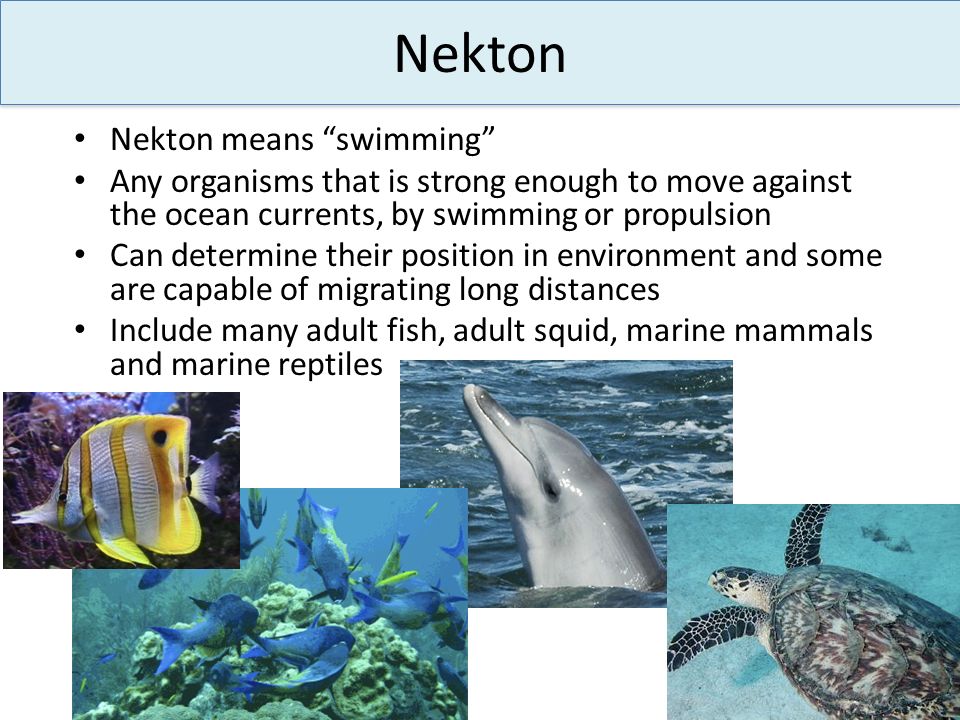 Nekton Nekton means swimming