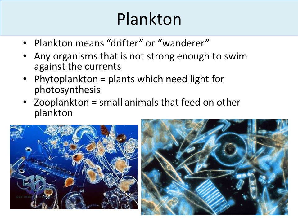 Plankton Plankton means drifter or wanderer