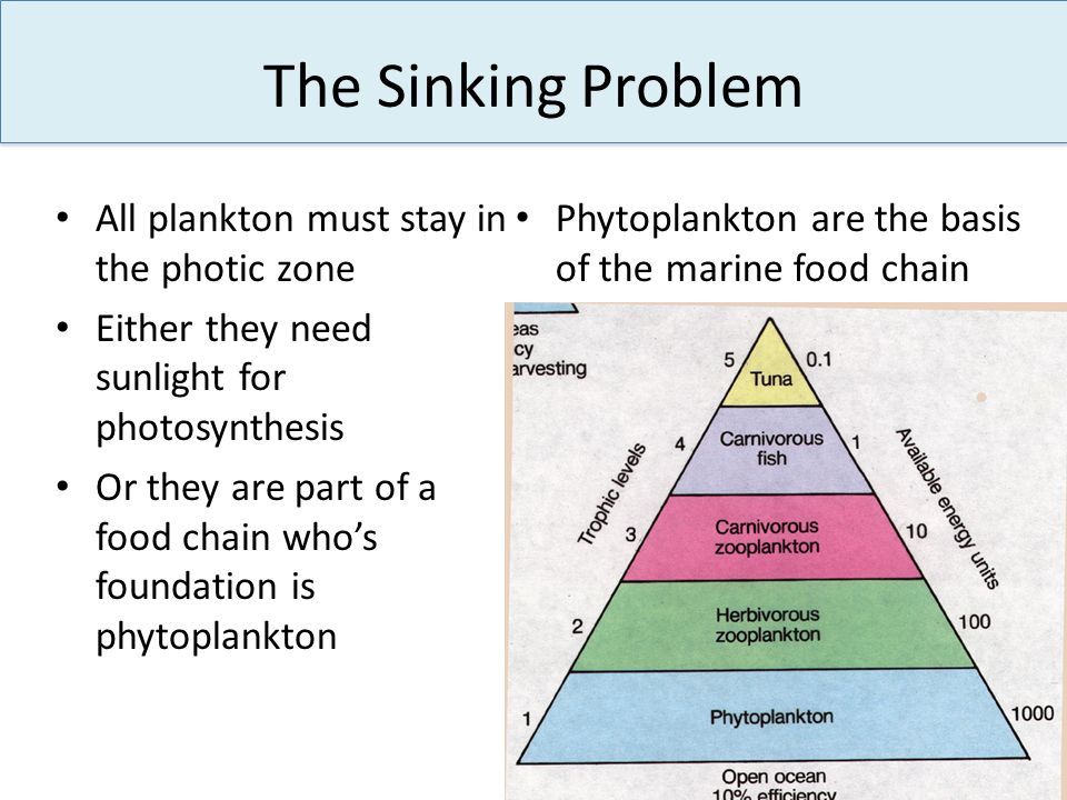 The Sinking Problem All plankton must stay in the photic zone