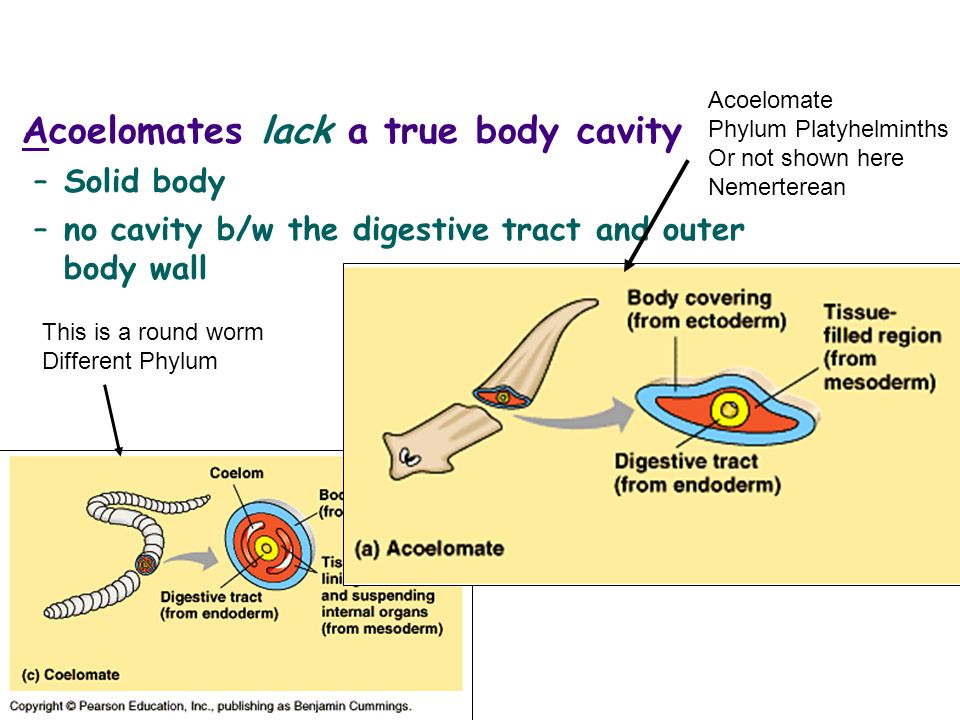 coelomate vagy acoelomate platelhelminthes súlygyarapodást okozhat a giardia