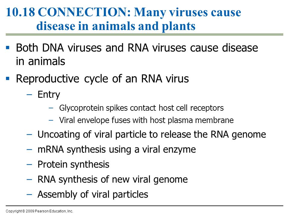 10.18 CONNECTION: Many viruses cause disease in animals and plants