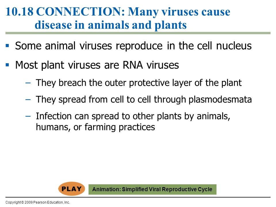 10.18 CONNECTION: Many viruses cause disease in animals and plants