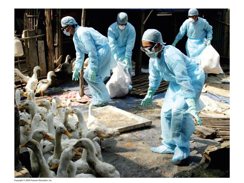 Figure Ducks in Vietnam being checked for infection by the Avian flu virus.