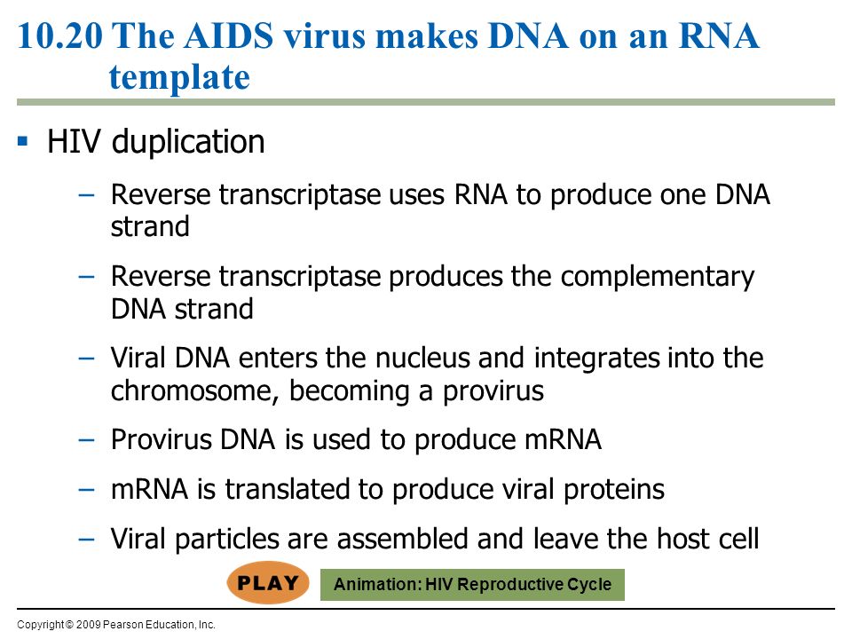 10.20 The AIDS virus makes DNA on an RNA template